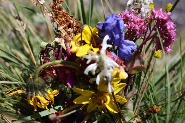 Alpine Flora Discovery