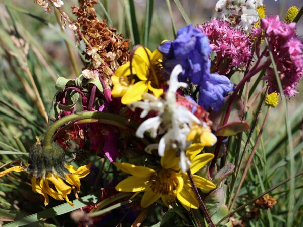 Alpine Flora Discovery
