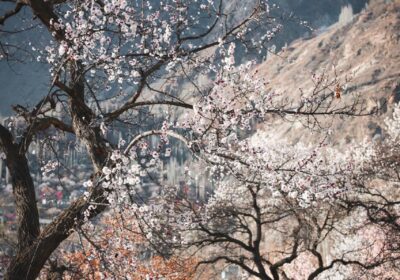 Northern Pakistan Blossoms