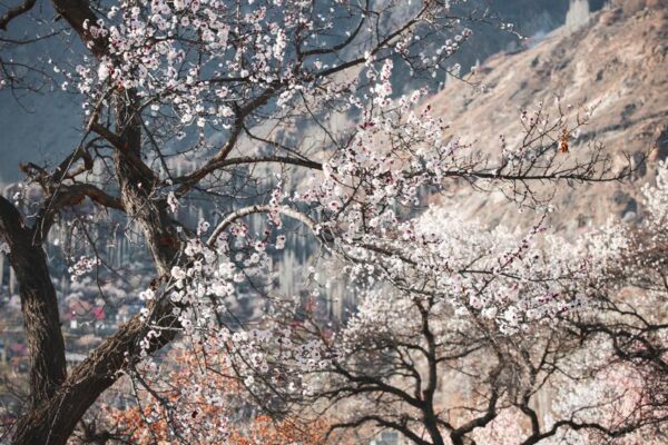 Northern Pakistan Blossoms
