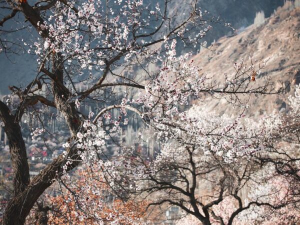 Northern Pakistan Blossoms