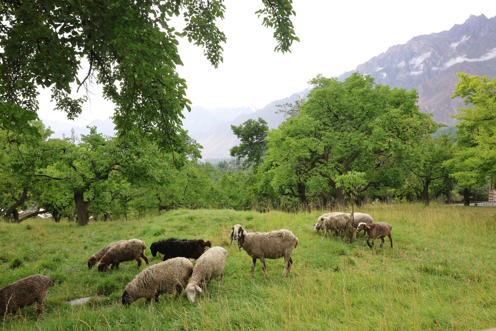 Sheep in green valley